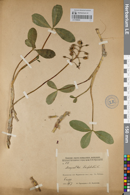 LE 01099045