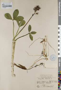 LE 01099067