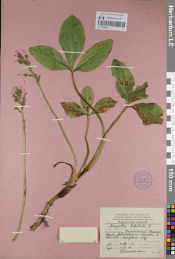 LE 01099071
