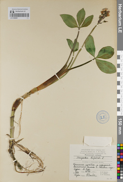 LE 01099081