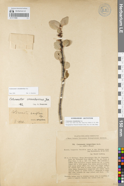 LE 01119586