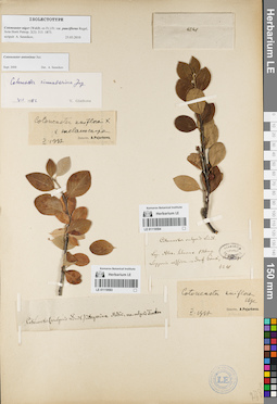 LE 01119594
