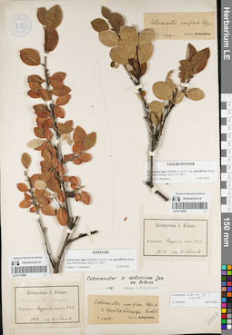LE 01119596