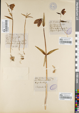 LE 01081654