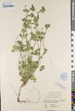 LE 01094277