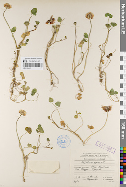LE 01094417
