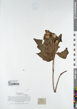 LE 01077163