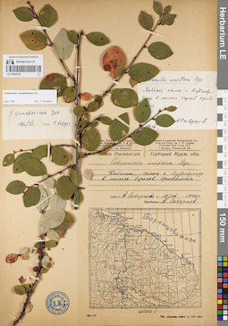 LE 01094126