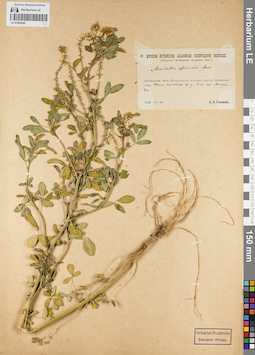 LE 01094285