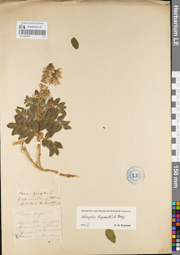 LE 01094334