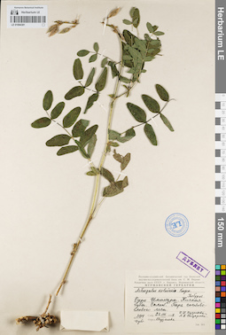 LE 01094381
