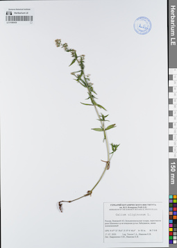 LE 01080439