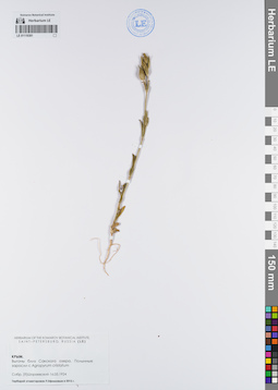 LE 01119381