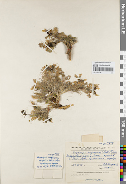 LE 01081796