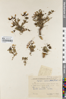 LE 01081817