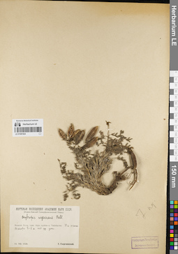 LE 01081824