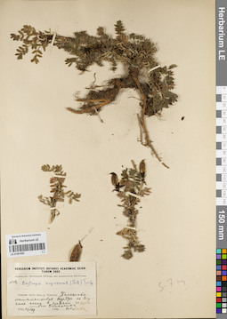 LE 01081855