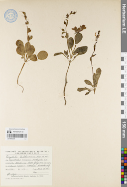 LE 00052335