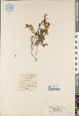 LE 00052385