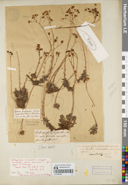 LE 01081964