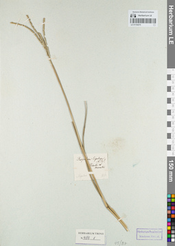 LE 01154215