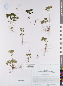 LE 01036162