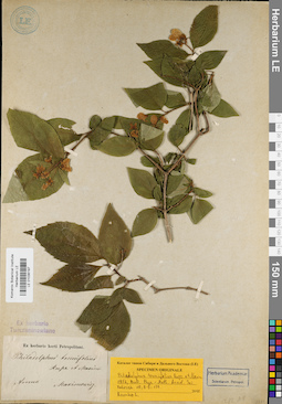 LE 01036197