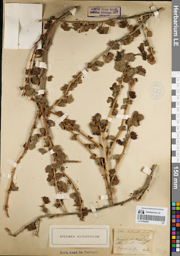 LE 01082009