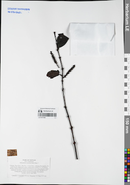 LE 01077405