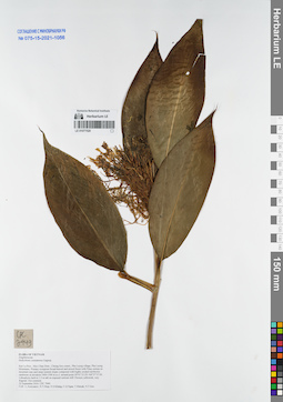 LE 01077520