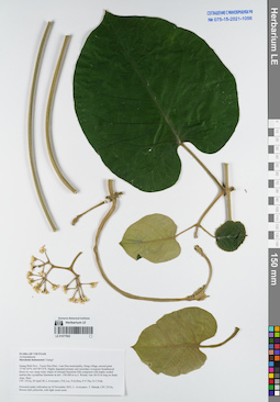 LE 01077602