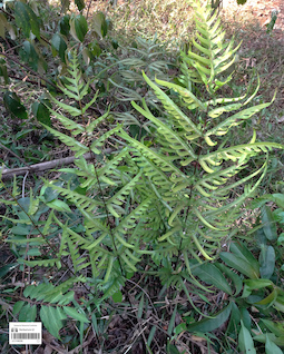 LE 01360206