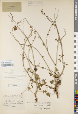 LE 01160335
