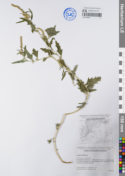 LE 01138231