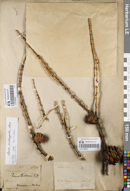 LE 01148026