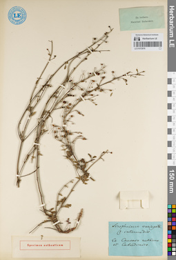 LE 01072976