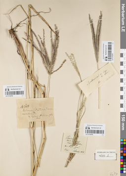 LE 01154785