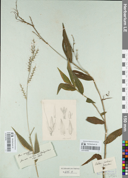 LE 01154794