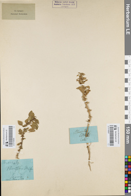 LE 01160606