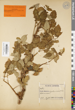 LE 01037187