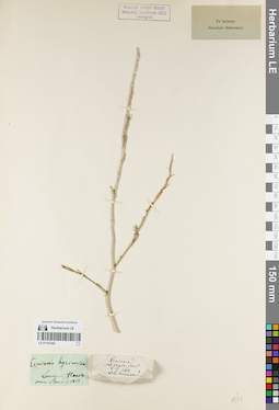 LE 01161542