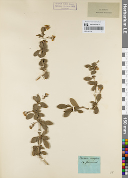 LE 01161176