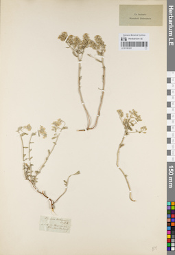 LE 01161251