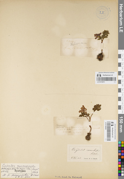 LE 01072875