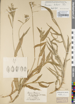 LE 01155073