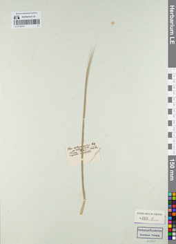 LE 01155147