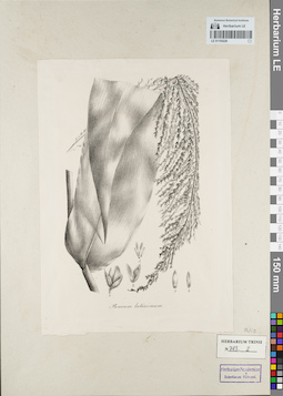 LE 01155226
