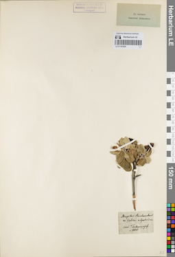 LE 01161620