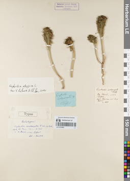 LE 01070990