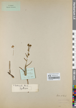 LE 01071025